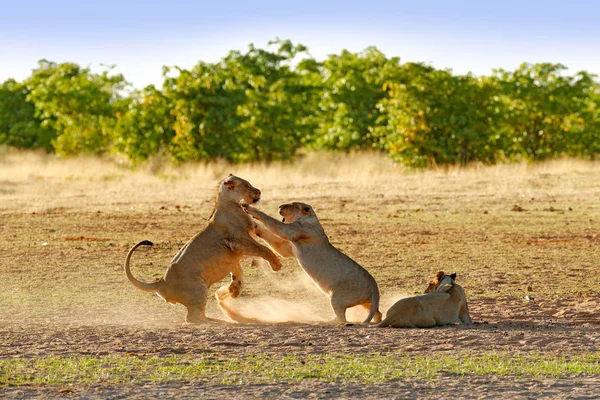 Lions kämpa i sanden. Lion med öppen munkorg. Par afrikanska lejon, Panthera leo, detalj av stora djur, Etosha Np, Namibia i Afrika. Katter i naturen livsmiljö. Djurs beteende i Namibia. — Stockfoto