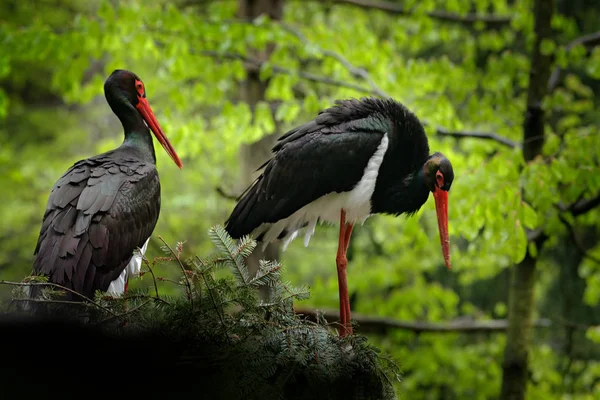 Siyah leylek detayı. Doğanın yaban hayatı sahnesi. Kırmızı fatura ile Bird Black Stork, Ciconia Nigra, ormandaki yuvada oturuyor. Kırmızı fatura ile siyah ve beyaz kuş.