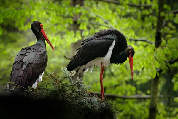 Detail of black stork. Wildlife scene from nature. Bird Black Stork with red bill, Ciconia nigra, sitting on the nest in the forest. Black and white bird with red bill.