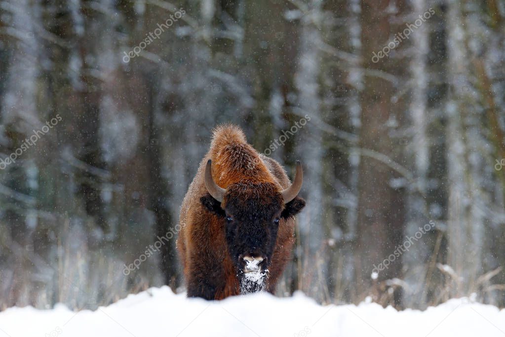 European bison in the winter forest, cold scene with big brown animal in the nature habitat, snow on the trees, Poland. Wildlife scene from nature. Big brown bizon cold witer with snow.