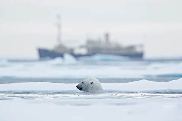 Ours et bateau. Ours polaire sur glace dérivante avec neige, navire de croisière flou en arrière-plan, Svalbard, Norvège. Scène animalière dans la nature. Hiver froid avec navire. Animaux sauvages arctiques dans la neige et les navires . — Photo