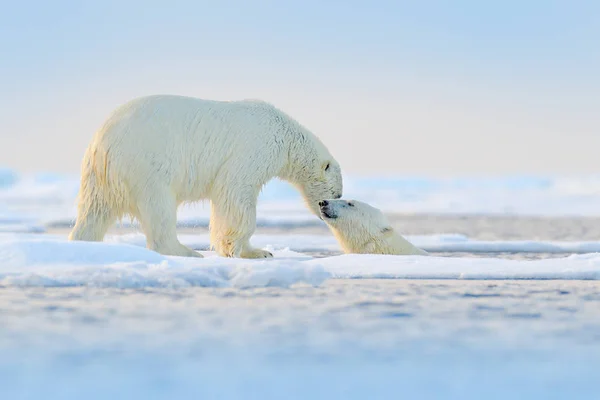 Urso polar a nadar na água. Dois ursos a brincar com gelo à deriva com neve. Animais brancos no habitat natural, Alasca, Canadá. Animais a brincar na neve, animais selvagens do Árctico. Imagem de natureza engraçada. — Fotografia de Stock