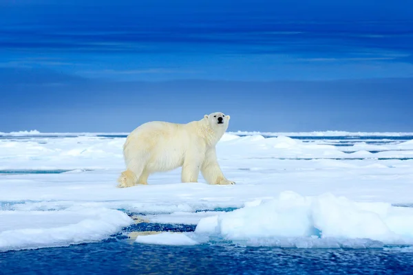 氷の上のホッキョクグマ2匹のクマは、雪と流氷、自然の生息地の白い動物、スヴァルバール、ノルウェーで大好きです。雪の中で遊ぶ動物、北極の野生動物。自然の中で面白い画像. — ストック写真