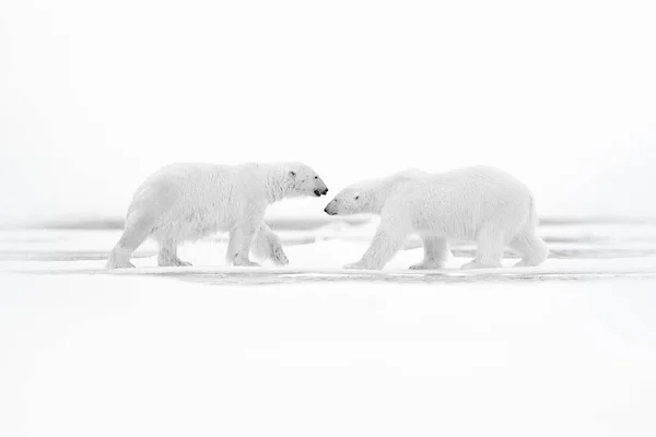 Isbjörnar med dödade sigill. Två vita Björn utfodring på drivis med snö, Svalbard, Norge. Blodig natur med stora djur. Farlig Björn med döda kadaver. Arktiskt djurliv, djurfoder beteende. Royaltyfria Stockbilder