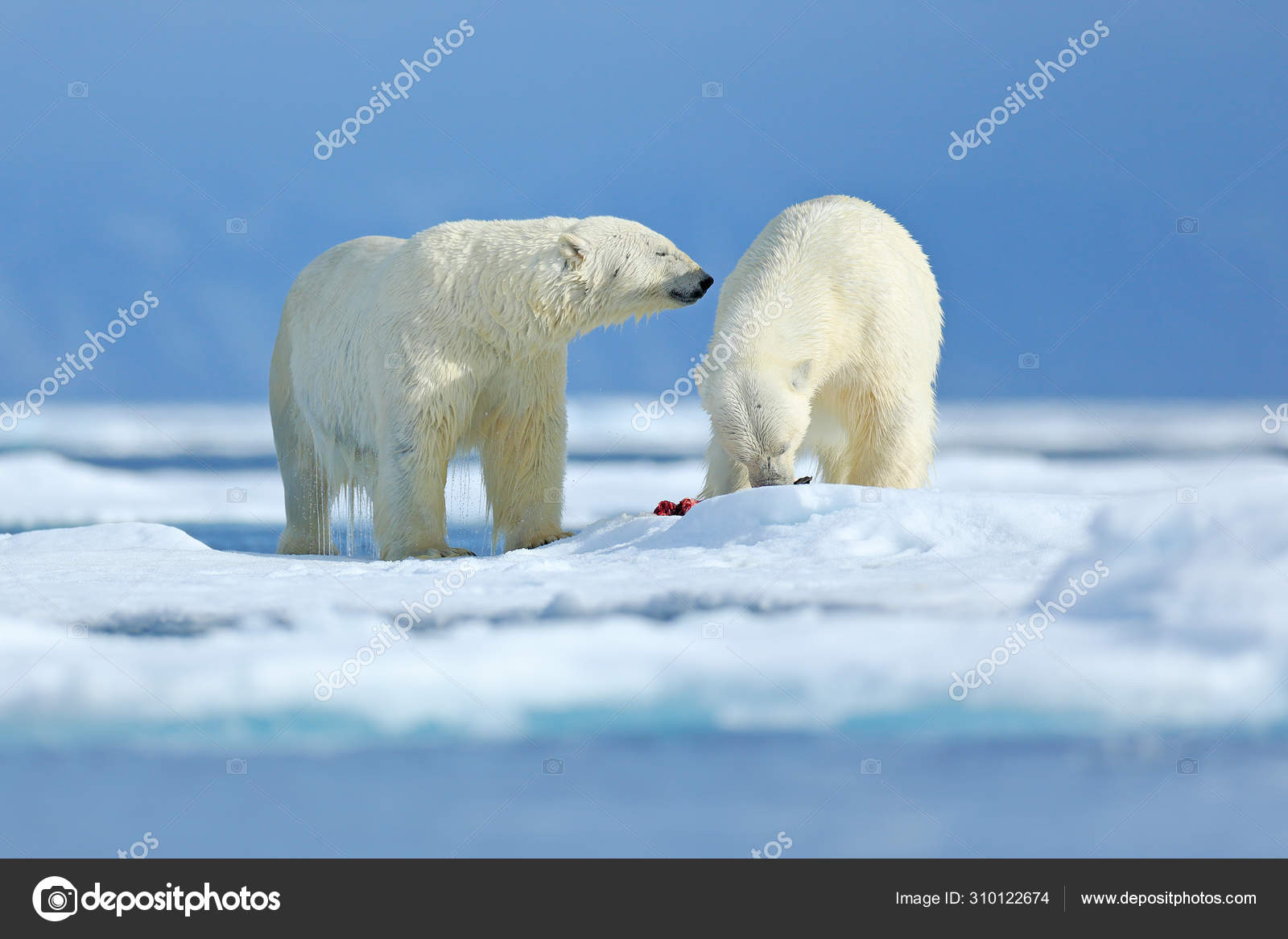 Polar bears with killed seal. Two white bear feeding on drift ice with snow, Svalbard, Norway. Bloody nature with big animals. Dangerous bear with kill carcass. Arctic wildlife, animal food behaviour. Stock Polar bears with killed seal. Two white bear feeding on drift ice with snow, Svalbard, Norway. Bloody nature with big animals. Dangerous bear with kill carcass. Arctic wildlife, animal food behaviour. Stock