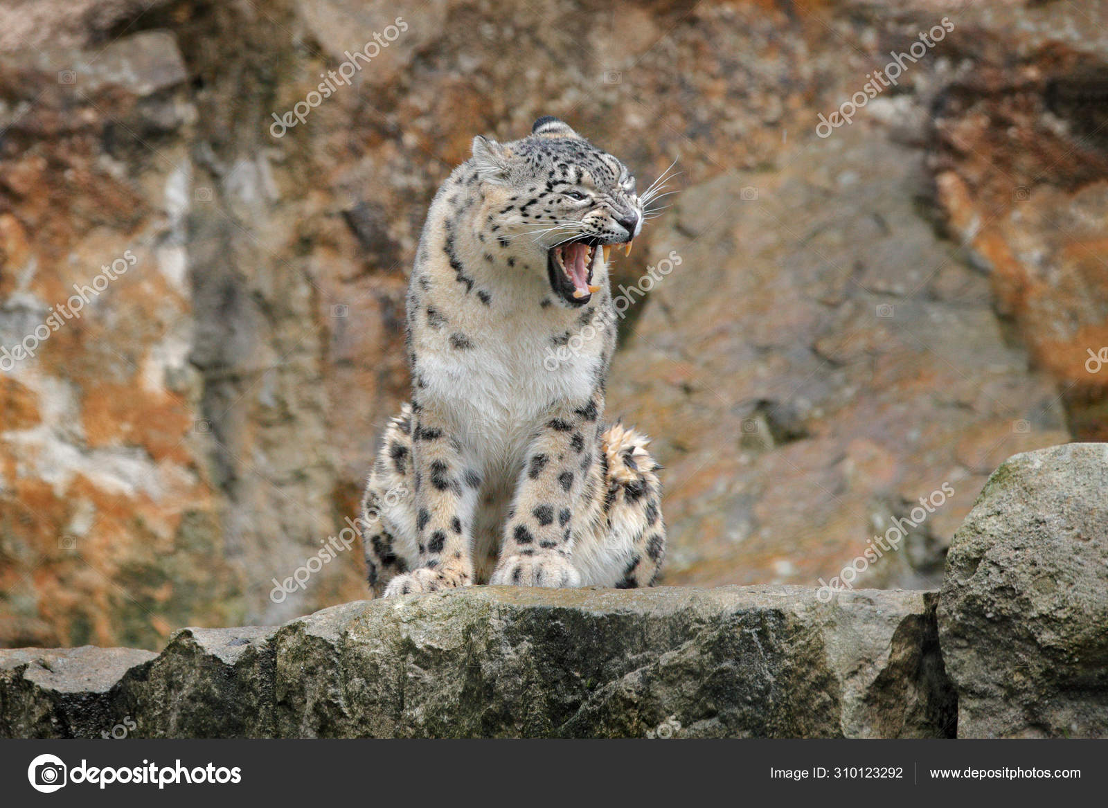 Snow Leopard With Open Muzzle Mouth With Teeth Sitting In The Nature Stone Rocky Mountain Habitat Spiti Valley Himalayas In India Snow Leopard Panthera Uncia In The Rock Habitat Wildlife Nature Stock Snow Leopard With Open Muzzle Mouth With Teeth Sitting In The Nature Stone Rocky Mountain Habitat Spiti Valley Himalayas In India Snow Leopard Panthera Uncia In The Rock Habitat Wildlife Nature Stock