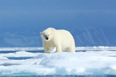 Buzda kutup ayısı. İki ayı, kar ile sürüklenen buz üzerinde aşk, doğa habitat beyaz hayvanlar, Svalbard, Norveç. Karda oynayan hayvanlar, Arktik vahşi yaşamı. Doğada komik görüntü.