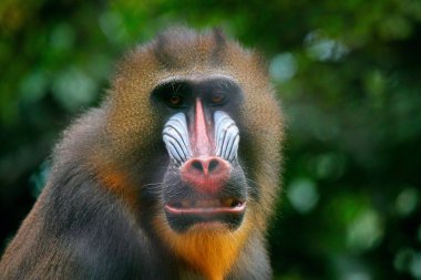 Mandrill, Mandrillus sfenks, karanlık kupa ağaç dalı üzerinde oturan