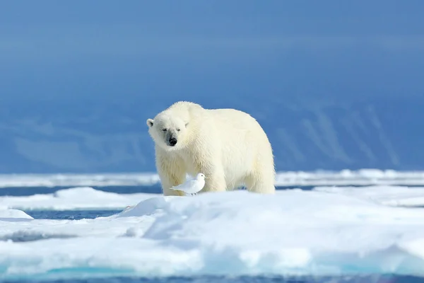 Πολική αρκούδα στον πάγο. Δύο αρκούδες αγαπούν σε παρασύρεται πάγο με χιόνι, λευκά ζώα στο βιότοπο της φύσης, Σβάλμπαρντ, Νορβηγία. Ζώα που παίζουν στο χιόνι, Αρκτική πανίδα. Αστεία εικόνα στη φύση. — Φωτογραφία Αρχείου