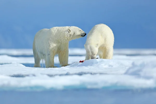 Öldürülen foklu kutup ayıları. Karla dolu buzla beslenen iki beyaz ayı, Svalbard, Norveç. Büyük hayvanlarla kanlı doğa. Öldürücü leşli tehlikeli ayı. Arktik yaban hayatı, hayvansal gıda davranışı. — Stok fotoğraf