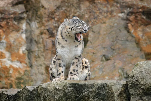 Snow Leopard nyílt pofa szája fogak, ül a természet kő sziklás hegyi élőhely, Spiti Valley, Himalája Indiában. Havazik leopárd Panthera uncia-ban ringat előfordulási hely, kicsapongó élet természet. — Stock Fotó