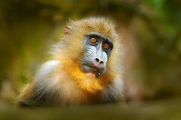 Мандрилл, Мандрилл сфінкс, сидить на гілці дерев у темному тропічному лісі. Тварини в природному середовищі, в лісі. Детальний портрет мавпи з центральної Африки, лісу в Габоні.. — стокове фото