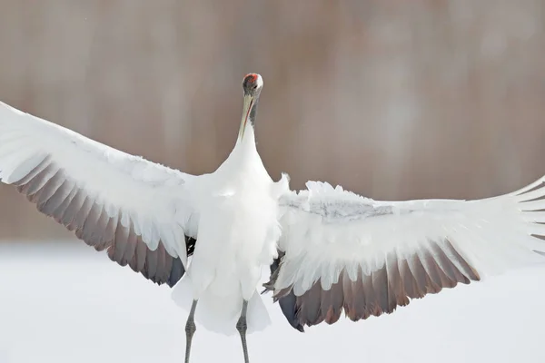 Dancing pair of Red-crowned crane with open wing in flight, with snow storm, Hokkaido, Japan. Bird in fly, winter scene with snow. Snow dance in nature. Wildlife scene from snowy nature. Snowy winter. — Stock Photo, Image