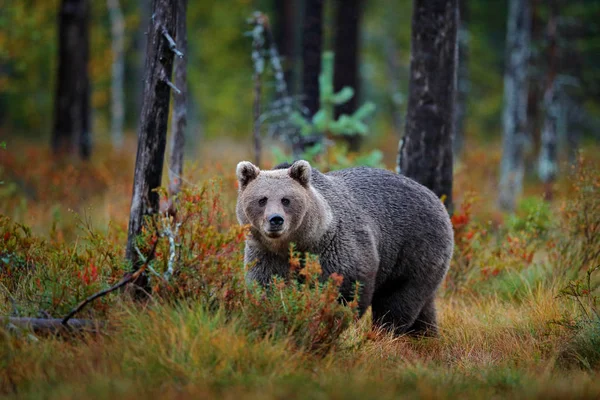 Urso escondido na floresta amarela. Árvores de outono com urso, reflexo de espelho. Belo urso marrom andando ao redor do lago, cores de outono . — Fotografia de Stock