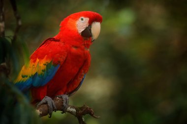 Dalı gıda, Amazon, Brezilya ile oturan kırmızı papağan Scarlet Amerika papağanı, Ara macao, kuş. Tropik ormandaki yabani hayvanlar ve bitkiler sahne. Ağaç doğa ortamlarında üzerinde güzel papağan.