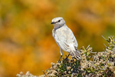 Çöl bitki örtüsü üzerinde oturan beyaz kuş, arka planda sarı kumul, Namibya Yaban Hayatı. Calendulauda erythrochlamys, Dune Lark, Namib Çölü kum tepeleri, tamamen endemik yaşıyor