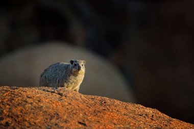 Kayalık dağda kaya üzerinde kaya Hyrax. Doğadan vahşi yaşam sahnesi. Hyrax 'ın yüz resmi. Procavia capensis, Namibya. Afrika 'dan ilginç memeliler..