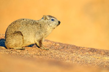 Kayalık dağda taş üzerinde Hyrax, Namibya, Afrika. 