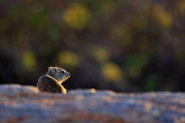 Kayalık dağda taş üzerinde Hyrax. Doğadan vahşi yaşam sahnesi. Hyrax yüz portresi. Procavia capensis, Namibya. Afrika'dan nadir ilginç kaya memelisi.