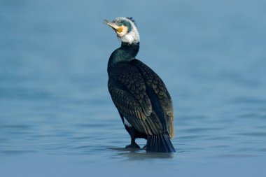 Büyük Cormorant, Phalacrocorax Carbo, mavi suda oturuyor. Güzel kuş ile göle bahar. Doğanın yaban hayatı sahnesi. Nehir Habitat, Almanya, Avrupa 'da Cormorant.