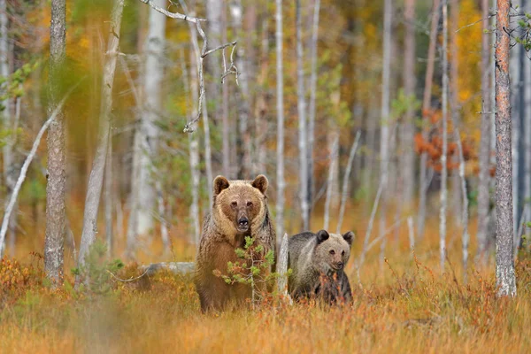 黄色い森に隠されたクマ。クマと秋の木、鏡の反射。湖の周りを歩く美しいヒグマ、秋の色. — ストック写真