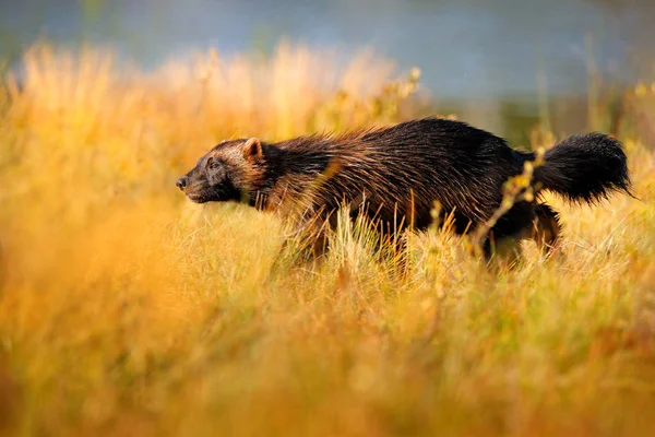 Wolverine en finlandés taiga. Escena de vida salvaje de la naturaleza. Animales raros del norte de Europa. Wild Running wolverine en otoño hierba dorada. Comportamiento animal en el hábitat, Finlandia. Luz de la tarde . — Foto de Stock