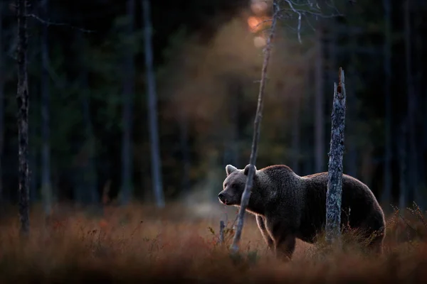 Bear hidden in yellow forest, cold sunset in taiga. Autumn trees with bear, dark forest. Beautiful animal walking around lake, fall colours, vapour from muzzle nose. — Stock Photo, Image