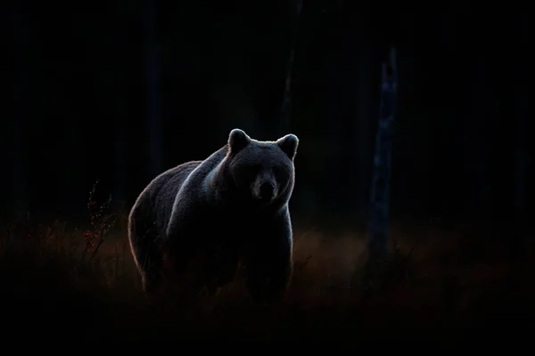 Kunst uitzicht op de natuur. Donker bos, bruine beer verborgen in habitat. Herfst bomen met beer. Mooie bruine beer wandelen rond Lake, Fall kleuren. Wildlife scene uit de natuur. — Stockfoto