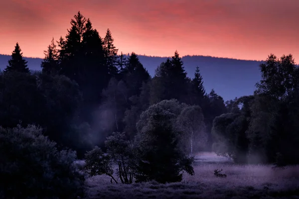 Ciervo rojo, Cervus elaphus, en el Parque Nacional Sumava, República Checa, Europa. Mañana brumosa fría, crepúsculo rosa puesta de sol en el bosque en el prado. Deer rutting season, Vida silvestre escena animal de la naturaleza . — Foto de Stock