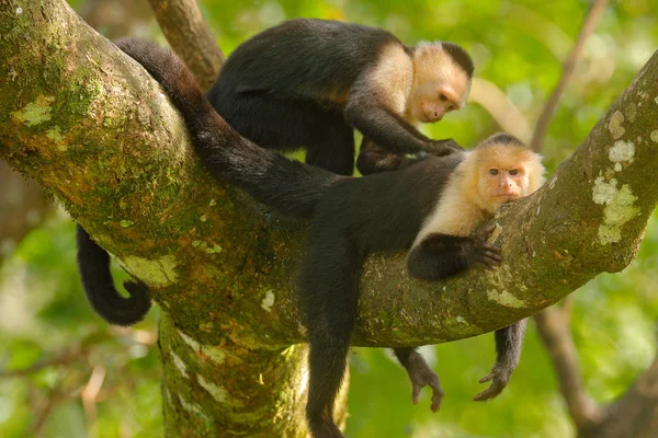Capuchinho de cabeça branca, Cebus capucinus, macacos negros sentados no galho da árvore na floresta tropical escura, animais no habitat natural, vida selvagem da Costa Rica . — Fotografia de Stock