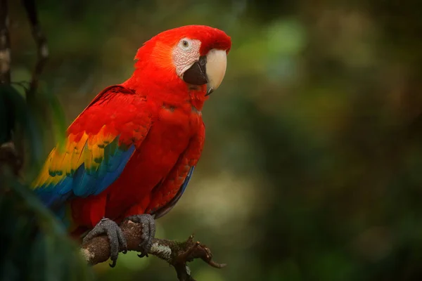 Papagaio vermelho Scarlet Macaw, Ara Macau, pássaro sentado no ramo com comida, Amazônia, Brasil. Cena de vida selvagem da floresta tropical. Belo papagaio em árvore em habitat de natureza . — Fotografia de Stock