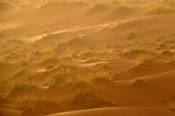 Gemsbok avec coucher de soleil sur une dune de sable orange. Gemsbuck, Oryx gazella, grande antilope dans l'habitat naturel, Sossusvlei, Namibie. Des animaux sauvages dans la savane. Animal avec grand corne de bois droite. — Photo