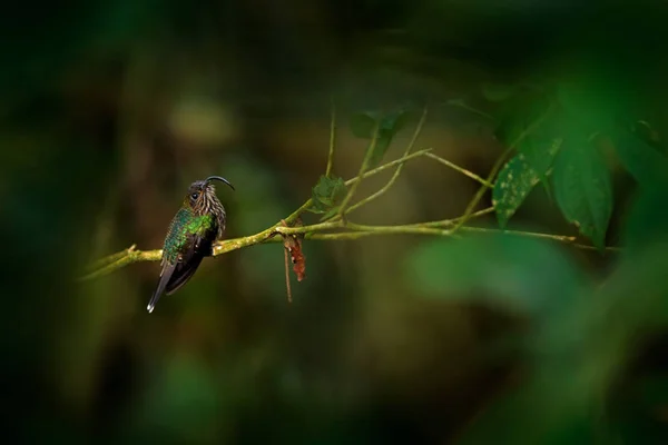 Sicklebill de ponta branca, Eutoxeres aquila, beija-flor de Suma — Fotografia de Stock