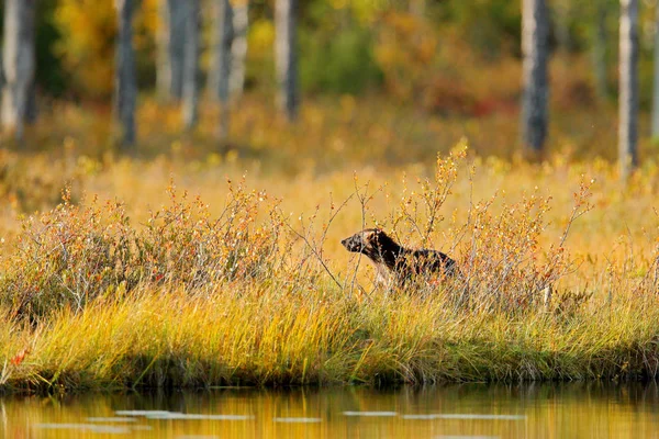 วูล์ฟเวอรีนในป่าฤดูใบไม้ร่วงที่อยู่อาศัยทะเลสาบ สัตว์ที่วิ่งในฤดูใบไม้ร่วง หญ้าทอง พฤติกรรมของวูล์ฟเวอรีนในที่อยู่อาศัย ฟินแลนด์ ไทกา ฉากสัตว์ป่าจากธรรมชาติ . — ภาพถ่ายสต็อก