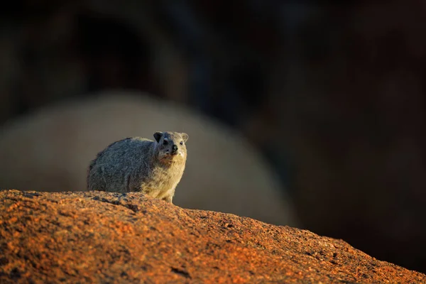 Rock Hyrax na kameni ve skalnaté hoře. Divoká příroda z přírody. Obličej z hyraxu. Procavia capensis, Namibie. Vzácné zajímavé savce z Afriky. — Stock fotografie