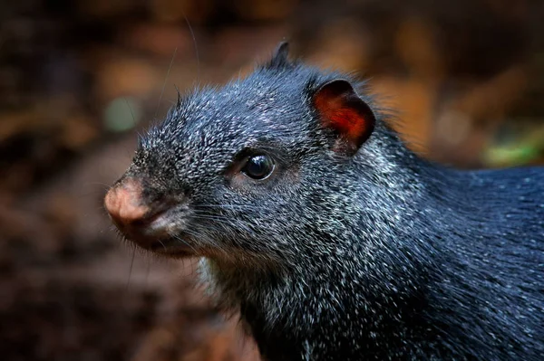 Agouti detay baş portresi. Siyah agouti, Dasyprocta fuliginosa, Baeza, Ekvador. Doğa habitatSevimli hayvan, karanlık tropik orman. Ekvador'da vahşi yaşam. — Stok fotoğraf