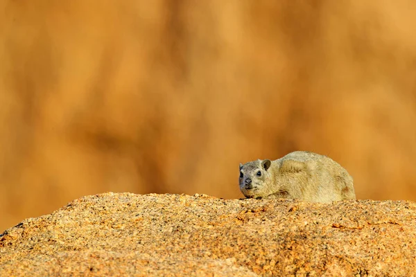 Rock Hyrax op steen in rotsachtige berg. Wilde dieren uit de natuur. Gezichtsportret van hyrax. Procavia capensis, Namibië. Zeldzaam interessant zoogdier uit Afrika. — Stockfoto