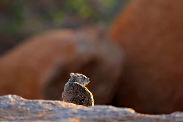 Hyrax sur pierre dans les montagnes rocheuses. Scène animalière de la nature. Portrait du visage de Rock hyrax, Procavia capensis, Namibie. Mammifère rare et intéressant d'Afrique . — Photo