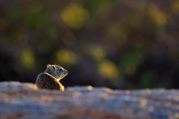 Hyrax na kameni v skalnaté hoře. Přírodní příroda. Pohled na portrét hyraxe. Procavia capensis, Namibie. Vzácně zajímavý skalní savec z Afriky. — Stock fotografie
