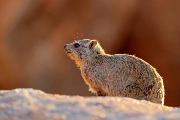 Face porträtt av hyrax. Procavia capensis, Namibia. Sällsynt intressant däggdjur från Afrika. Rock hyrax på sten i Rocky Mountain. Wildlife Scene från naturen. — Stockfoto