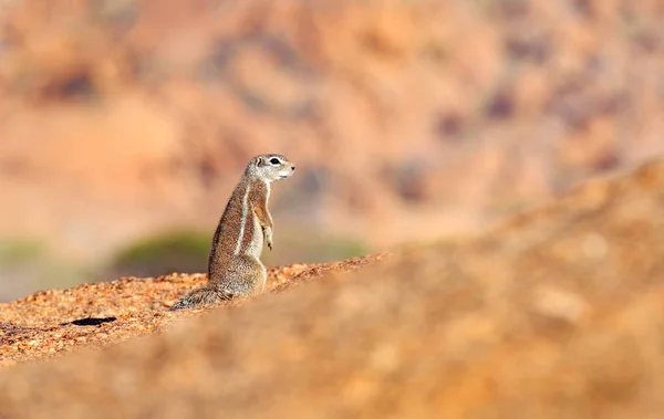 Cape Ground ekorre, Xerus inauris, söta djur i naturen livsmiljö, Spitzkoppe, Namibia i Afrika. Ekorre sitter på stenen, solig dag i naturen. — Stockfoto