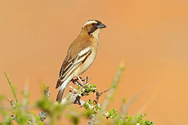 White-browed sparrow-weaver, Plocepasser mahali, sunny day on safari in Namibia. Thorny branch with bird, blackbeak. Undetermine bird from Africa — Stock Photo, Image