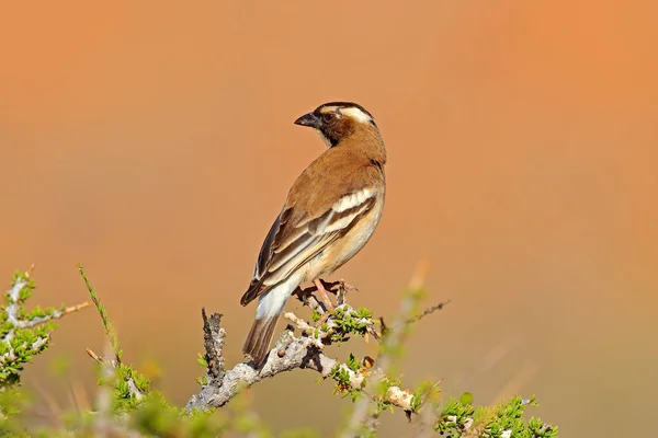 Weißbrauenspatzenweber, Plocepasser Mahali, sonniger Tag auf Safari in Namibia. Dorniger Ast mit Vogel, schwarzer Schnabel. Unbestimmter Vogel aus Afrika. — Stockfoto