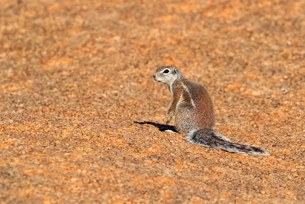 Cape ground squirrel, Xerus inauris, cute animal in the nature habitat, Spitzkoppe, Namibia in Africa. Squirrel sitting on the stone, sunny day in nature.