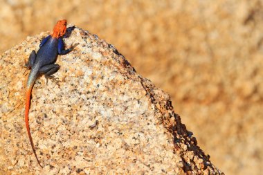 Turuncu ve mavi renkli kertenkele, Namibya kaya agama, Agama planiceps, tipik çöl ortamında sarı granit kaya üzerinde poz erkek. Izole renkli agama, Spitzkoppe, Namibya