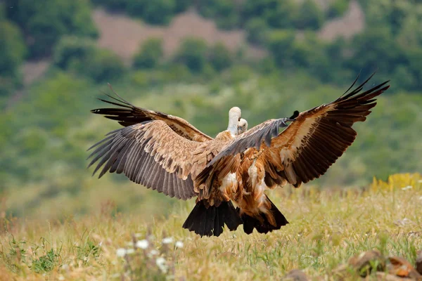 독수리는 자연에서 싸운다. 그리폰 독수리, 집시 풀부, 숲 산, 자연 서식지, 마자로보, 불가리아, 동부 로도페스에서 비행 큰 새. 발칸 의 야생 동물 장면. — 스톡 사진