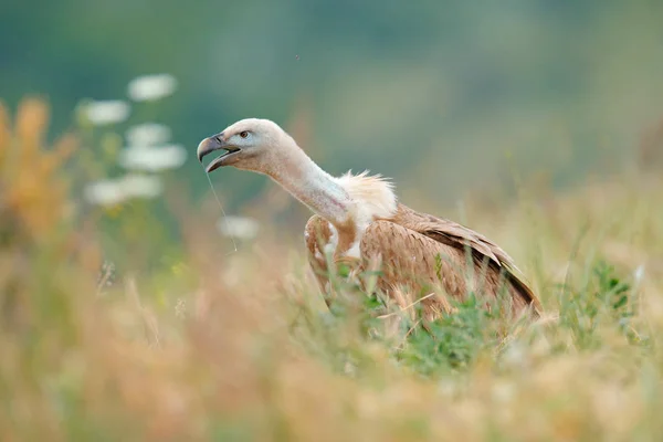 Griffon Vulture, Gyps fulvus, big birds of prey sitting on rocky mountain in grass, nature habitat, Spain. Wildlife from Europe. Wildlife scene from nature. Open bill with slaver. — Stock Photo, Image
