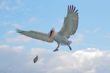 Sudaki kuş. Dalmaçyalı pelikan, Pelecanus crispus Yunanistan 'ın Kerkini Gölü' ne iniyor. Kanatları açık pelikan. Avrupa doğasından vahşi yaşam sahnesi. 