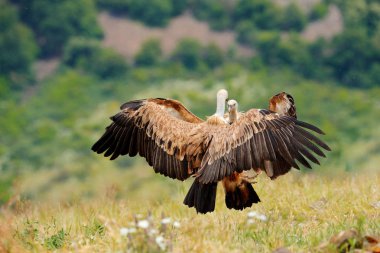 Akbabalar doğada savaşır. Griffon Akbaba, Çingene fulvus, orman dağı, doğa habitat, Madzarovo, Bulgaristan, Doğu Rodopuçan büyük kuş. Balkan'dan vahşi yaşam sahnesi.