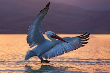 Sudaki kuş. Dalmaçyalı pelikan, Pelecanus crispus Yunanistan 'ın Kerkini Gölü' ne iniyor. Kanatları açık pelikan. Avrupa doğasından vahşi yaşam sahnesi. 